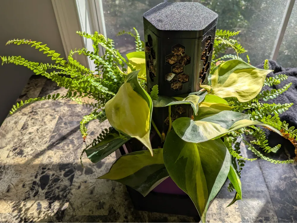 Finished black hex-tower planter containing a fern and variegated philodendron